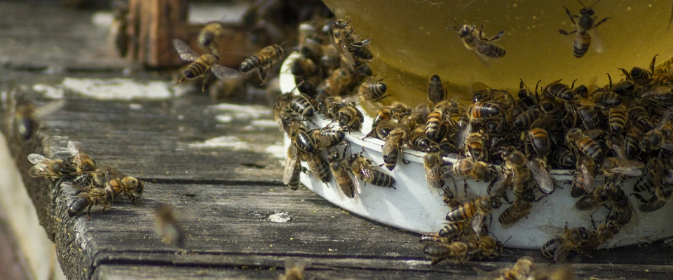 Bienenfutter-Portfolio-Laden-Imker