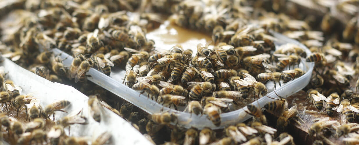 Bienenfutter-Portfolio-Laden