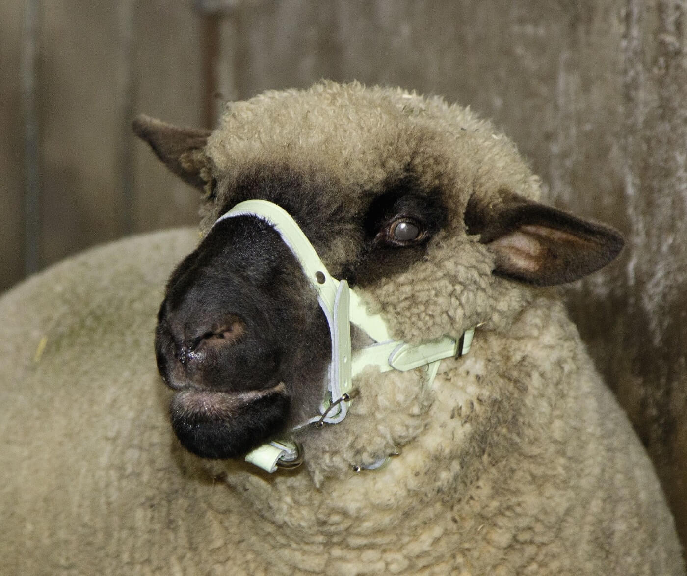 KERBL Kopfhalfter Leder für Schafe und Böcke