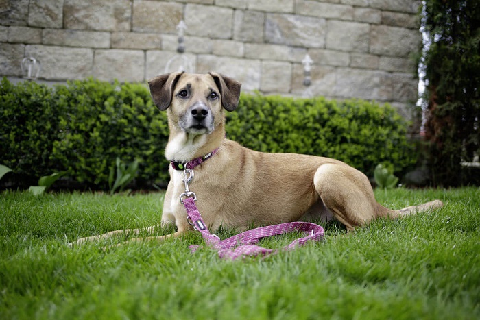 KERBL Führleine Colorado