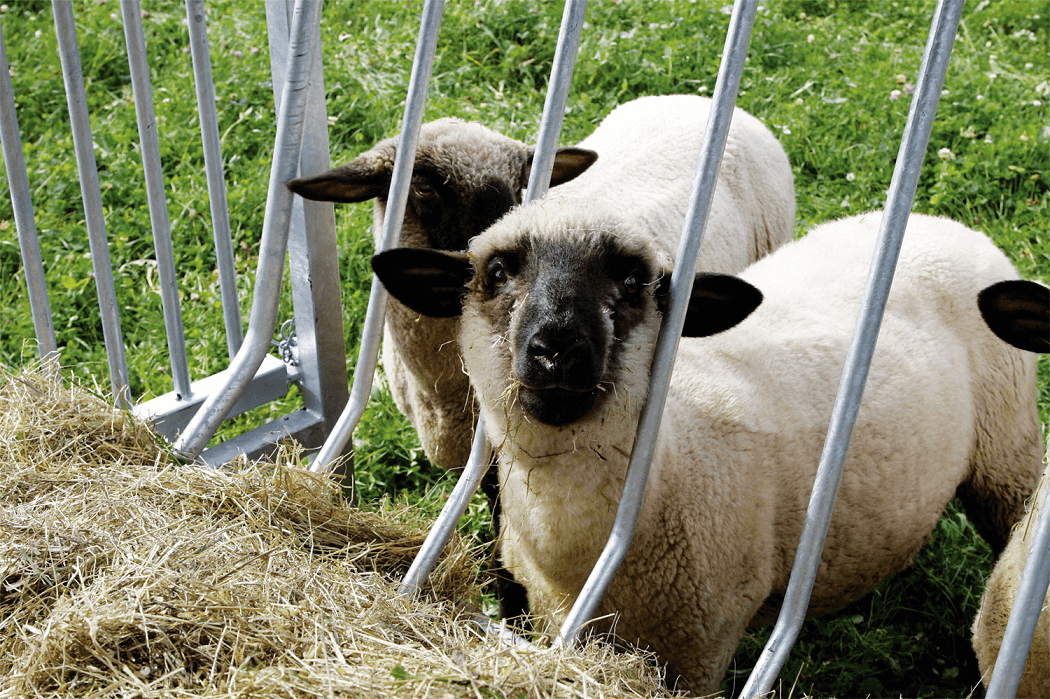 PATURA Viereckraufe ohne Dach für Schafe