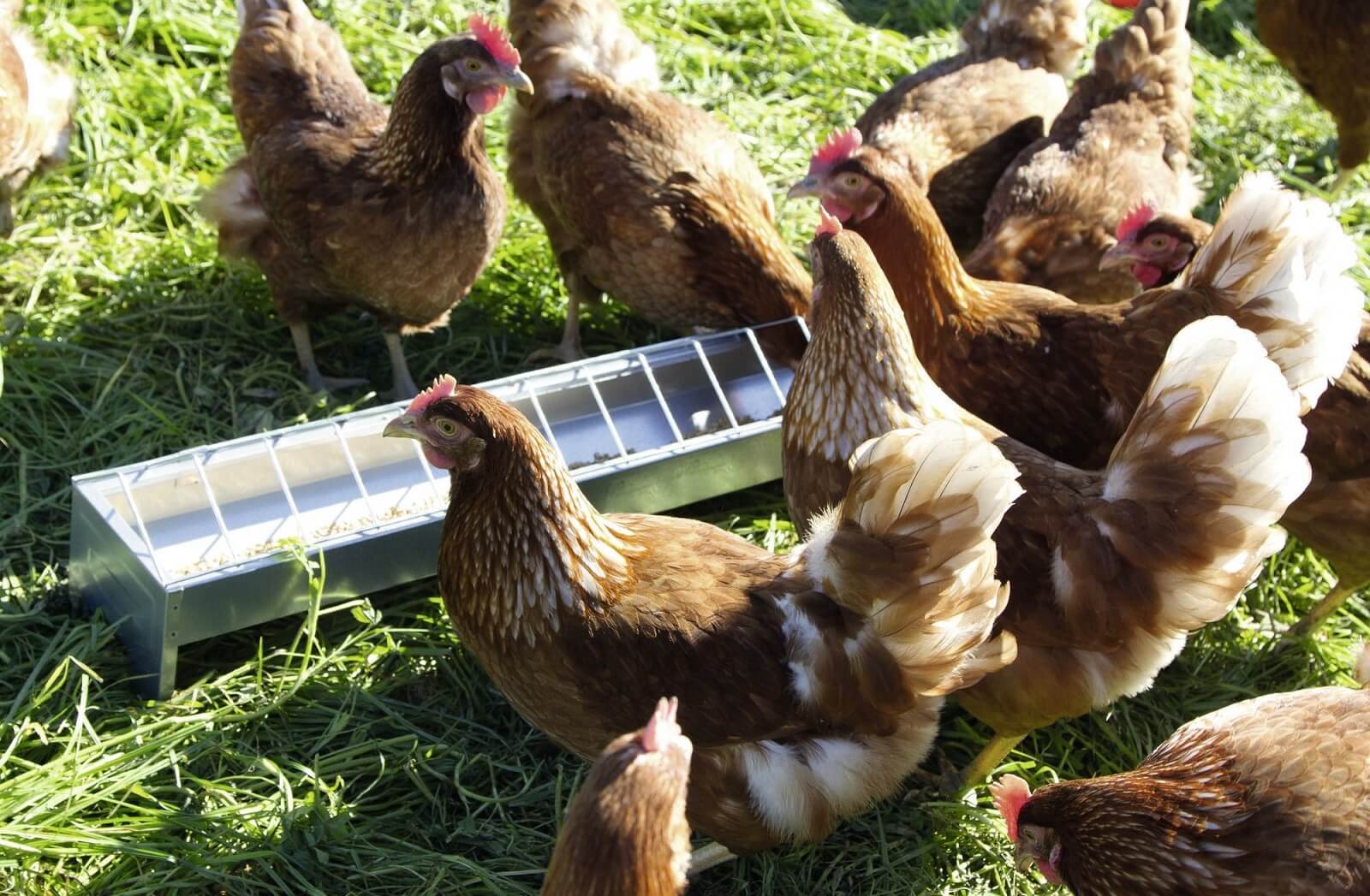 KERBL verzinkter Futtertrog für Hennen