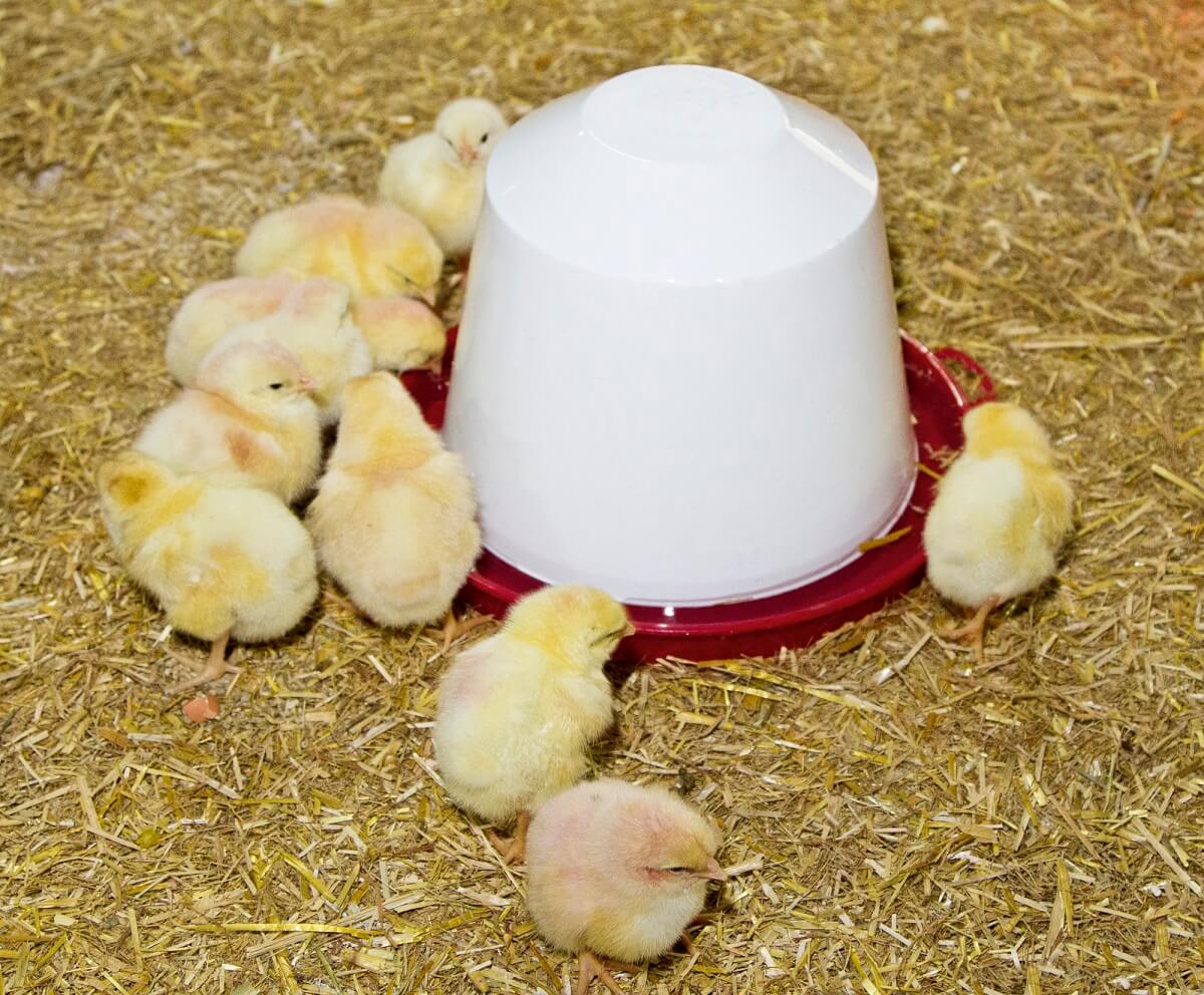 KERBL Kunststofftränke für Küken und Hühner