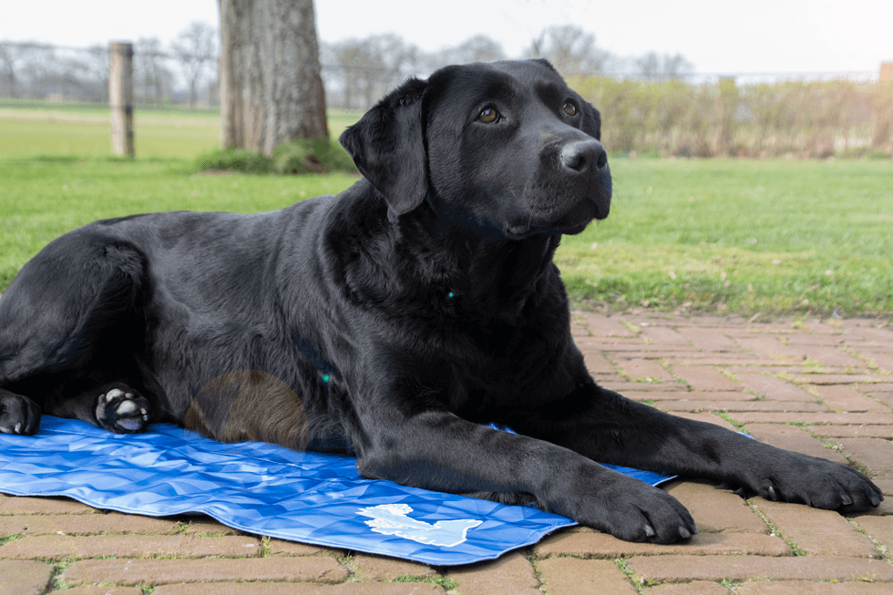 CoolPets Premium Cooling Mat - Selbstkühlende Unterlage für Hunde