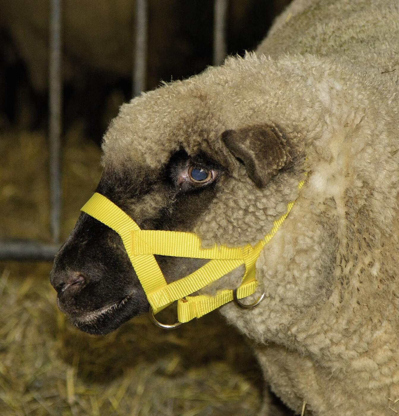 KERBL Kopfhalfter Nylon für Schafe und Böcke